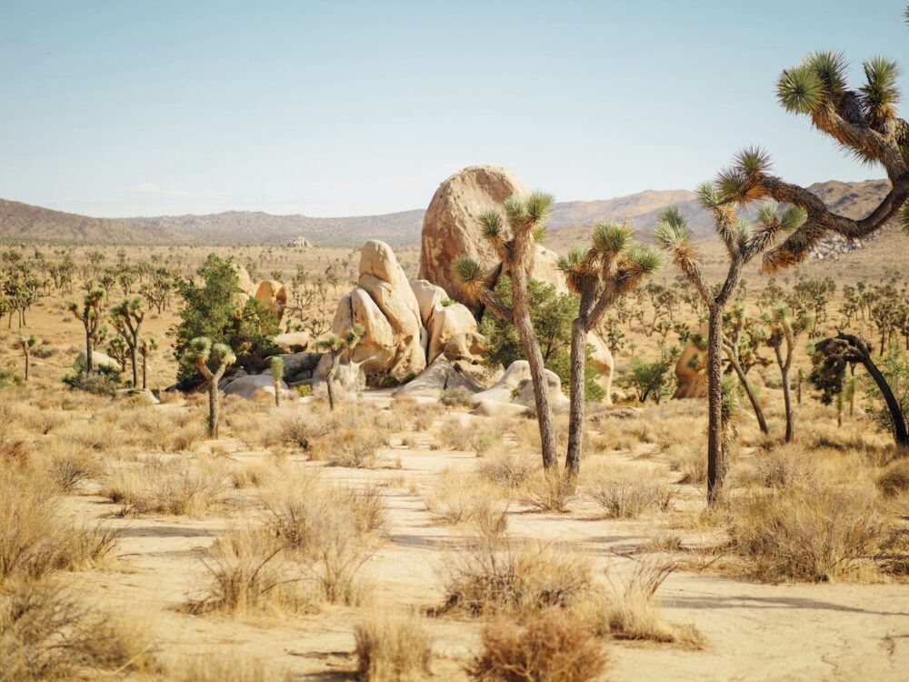 One of the most beautiful US destination - Joshua Tree National Park
