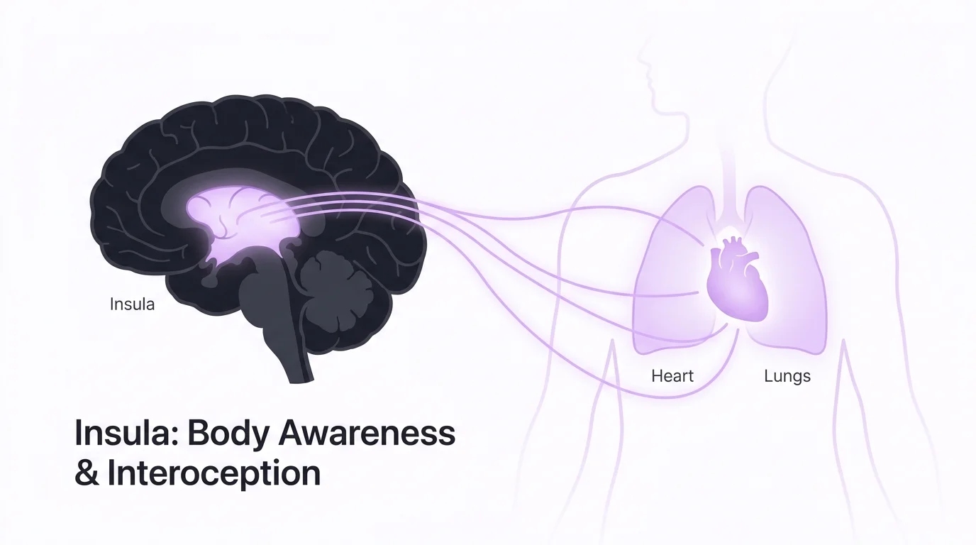 A diagram connecting the brain's insula to the heart and lungs, representing physical self-awareness.