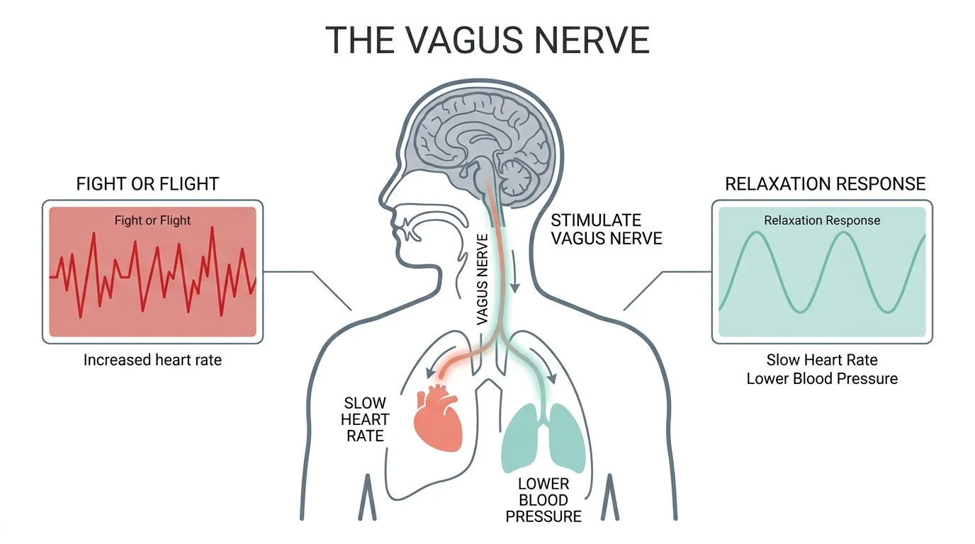A scientific diagram showing how breathing stimulates the vagus nerve to lower heart rate and blood pressure.